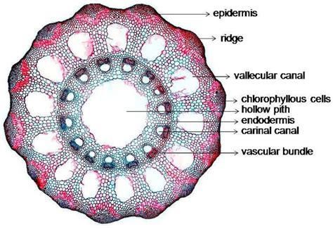 Toradh íomhá ar Stem Cortex