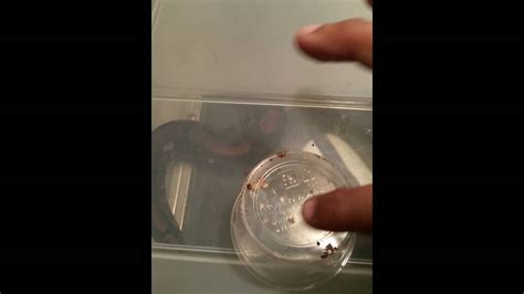 Image result for Ball Python Mites