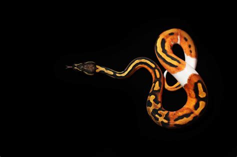 Image result for Orange and White Python