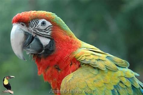 Image result for Ruby Gold Macaw