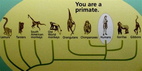 Image result for Human Evolution Tree