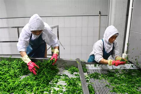 Image result for Processed Fruit