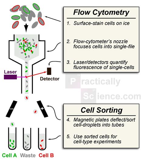 Image result for Flow Cytometry Test
