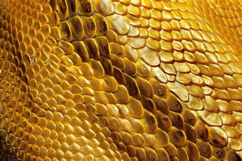 Image result for Python Skin Wallpaprer
