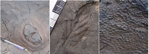 Image result for Trace Fossil Facts