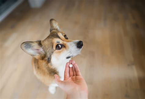 Afbeeldingsresultaten voor How to Give Pills to Difficult Cats