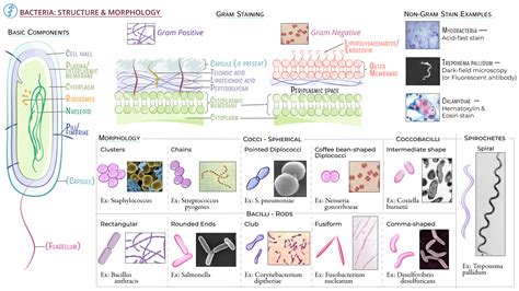 Image result for Microbial Structure