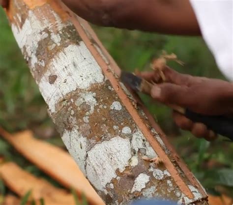 Image result for Cinnamon Inside Tree