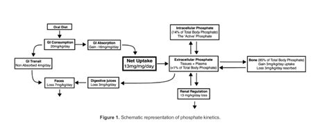 Image result for Phosphate Equilibria
