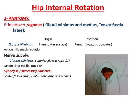 Internal Rotation Muscles に対する画像結果