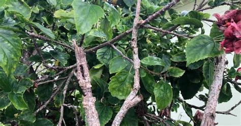 Toradh íomhá ar How to Care for Hibiscus