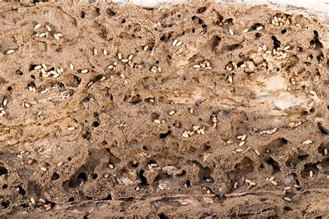 Image result for Ant Tunnels