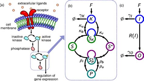 Afbeeldingsresultaten voor Cell Signaling Cascade