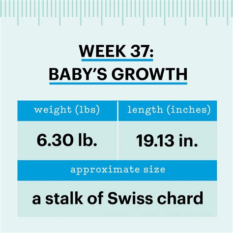 Image result for 37 Week Pregnancy Chart