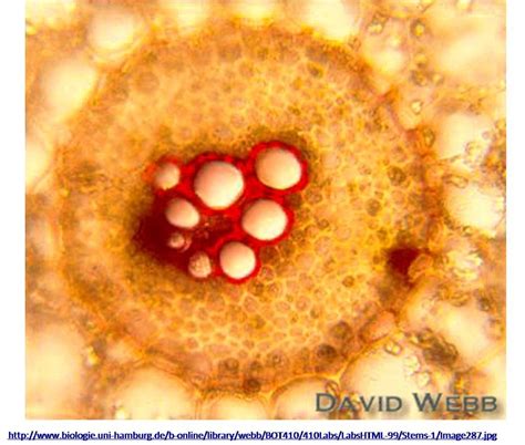 Toradh íomhá ar Labeled Root Tissue