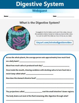 Image result for Digestive System WebQuest Answer Key