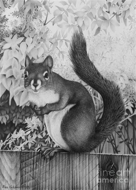 Image result for Drawing of a Squirrel On a Fence