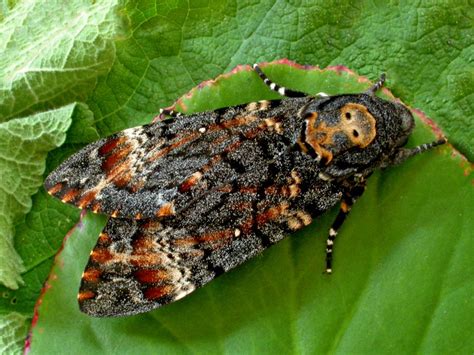 Image result for Dead Head Hawk Moth