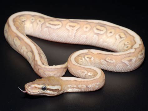 Toradh íomhá ar Red Spectrum Ball Python