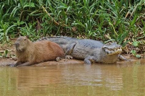 Capybara Gator に対する画像結果