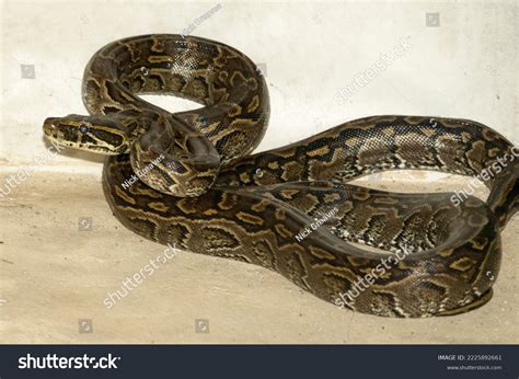 Image result for Python Snake with Legs