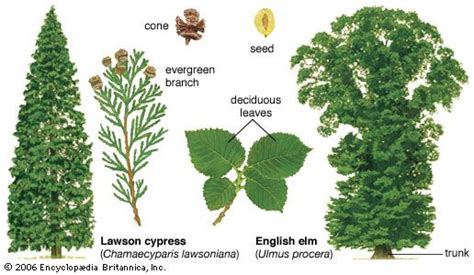 Image result for Coniferus and Decidious Trees