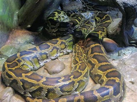 Image result for Beautiful Burmese Python