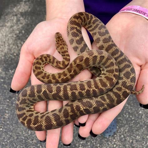 Image result for Stimson Python T+ Morphs