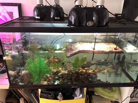 Toradh íomhá ar Large Turtle Tank Setup
