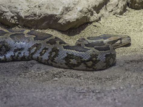 Image result for Burmese Python Cute