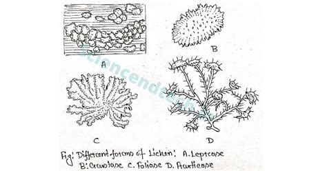 Foliose Lichen Diagram に対する画像結果