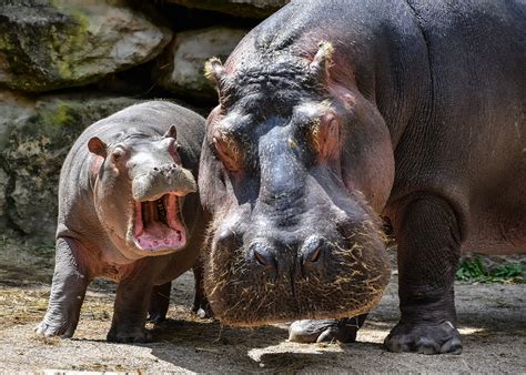 Image result for Hippo Poop GIF