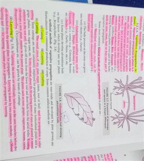 Image result for Artificial Vegetative Propagation by Root Cutting