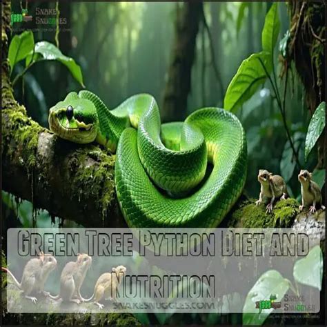 Image result for What Eats Green Tree Python's