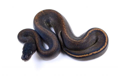 Image result for Ball Python Cinder