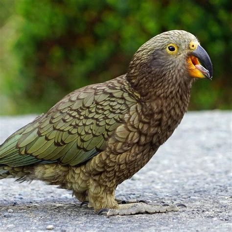 Image result for Pet Kea
