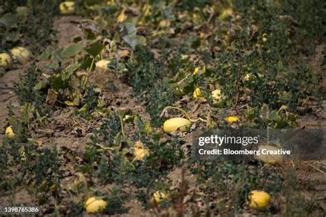 Image result for Dead Crop Field
