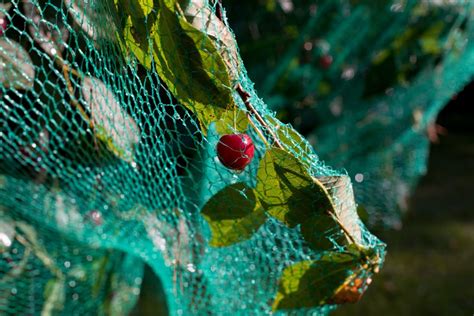 Image result for How to Bird Net a Fruit Tree
