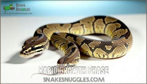 Image result for Ball Python Growth Chart