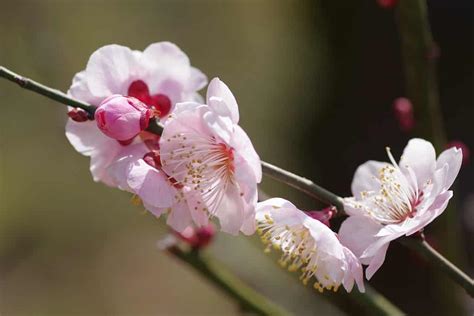 Plum Flower Disection に対する画像結果