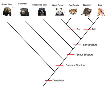 Image result for Animal Evolution Cladogram