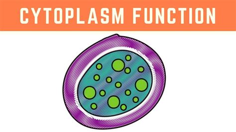 Image result for Cytoplasm Function