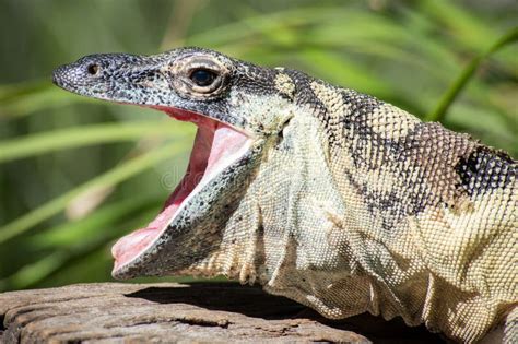 Image result for Australian Monitor Lizard