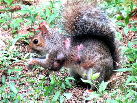 Extreme Bot Fly Removal 2016 に対する画像結果