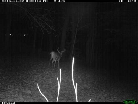 Image result for Object Detection Animal