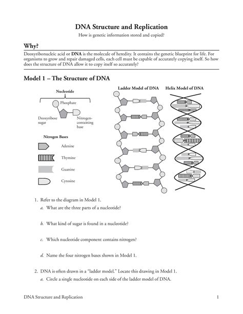 Toradh íomhá ar Decoding DNA Worksheet