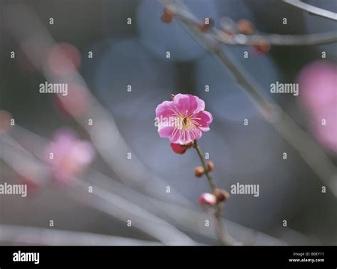 Plum Flower Disection に対する画像結果