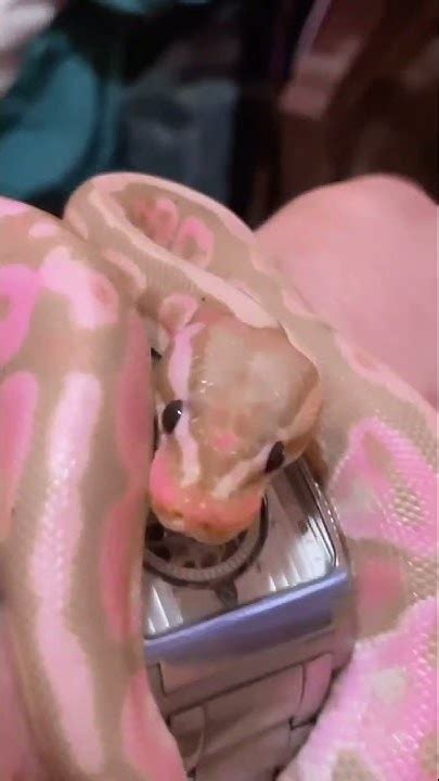 Most Beautiful Python に対する画像結果