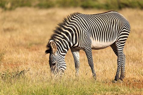 Toradh íomhá ar Zebra Programming Language