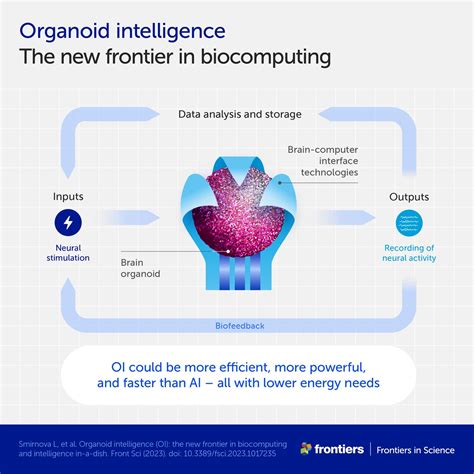 “Organoid Intelligence” – Revolutionary Biocomputers Powered by Human ...
